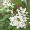 白丁香 苗圃批發價格 花灌木 園林綠化植物 庭園觀賞 用作鮮切花