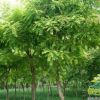國槐樹苗 速生綠化工程國槐苗 規(guī)格全 國槐樹園林造景樹