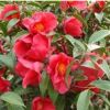 供正宗、優(yōu)質(zhì)紅花油茶苗
