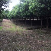 大小規格蘇州香樟/桃源鎮欒樹/江蘇水杉/櫸樹基地