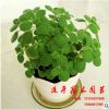 香草植物 碰碰香 一碰就香