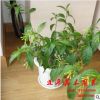 大量批發(fā)盆栽植物 夜來香 家庭 辦公室 丁香凈化空氣驅(qū)蚊