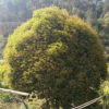 浙江湖州地區香桂花