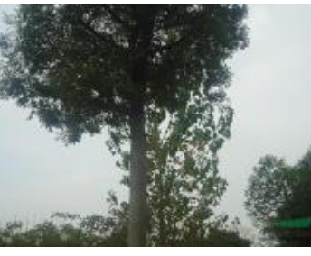 移載大規格櫸樹供應/移載大規格櫸樹圖片