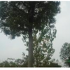 移載大規格櫸樹供應/移載大規格櫸樹圖片