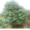 桂花報價/浙江桂花報價