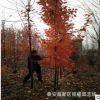 現貨供應8公分美國紅楓樹苗價格 10公分紅楓樹產地 圖片