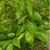 樸樹