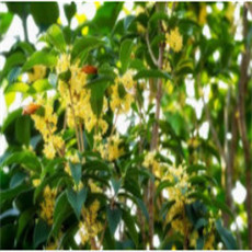 桂花樹