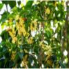 桂花樹