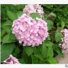 八仙花 園林