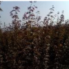 紅楓一年生、櫻花