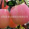 基地長期供應盆栽地栽嫁接蘋果苗 紅肉 富士蘋果樹苗南北方可種植