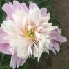 菏澤鮮花基地批發新品種觀賞花卉芍藥苗 帶土球優質種子成活率高