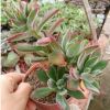 漳州多肉植物 錦晃星 老樁兔耳辦公室小盆栽基地種植批發(fā)