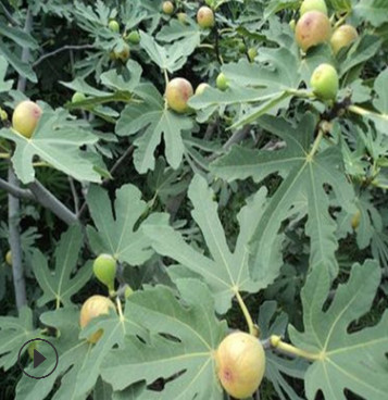 無花果樹苗種植基地 南方北方無花果樹批發 波姬紅無花果苗價格