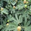 無花果樹苗種植基地 南方北方無花果樹批發(fā) 波姬紅無花果苗價格