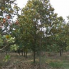 精品廣玉蘭/廣玉蘭基地/廣玉蘭價格/廣玉蘭批發/求購