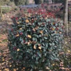 四川成都供應(yīng)紅葉石楠球冠幅80cm--200cm