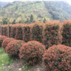 紅葉石楠、金森女貞、紅花繼木、金邊黃楊、大葉黃楊、海桐
