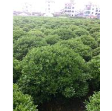 海桐球、石楠球、金森女貞球