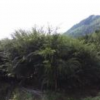 南方紅豆杉