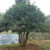 四川宜賓供應精品地籠四季桂花