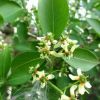 產(chǎn)地直銷(xiāo)綠化苗木絲棉木品種保障 量大從優(yōu) 3-20公分絲棉木
