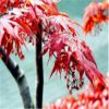 黃石紅楓