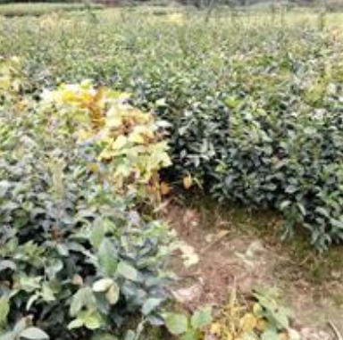 福建三明永明花圃供應油茶苗
