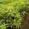 三明羅漢松小苗行情/福建杜英苗/油茶當年苗價格