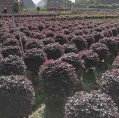 主營；紅繼木球 金葉女貞球 紅葉石蘭球 黃素梅球等