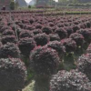 主營(yíng)；紅繼木球 金葉女貞球 紅葉石蘭球 黃素梅球等
