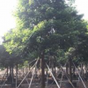 主營(yíng)、秋楓香樟 榕樹 大葉榕 香泡 桂花 銀杏 紅楓等