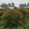 紅葉石楠