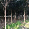 大小規(guī)格桂花樹2基地