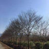 櫸樹(shù)，垂絲海棠，紫薇，桂花苗圃出售