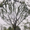 容器雞爪槭，玉蘭，樸樹(shù)