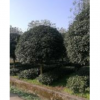 四川桂花供應，價格優惠，品質保障