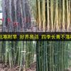 紫竹苗 青竹苗 金鑲玉竹苗 羅漢竹苗 庭院圍墻竹子苗 裝飾 觀賞