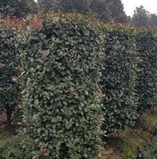 工程綠化紅葉石楠球型柱子 色塊毛球規格齊全 蕭山基地直銷一站式