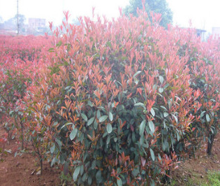 供應園林綠化苗木 紅葉石楠 紅葉石楠苗 紅葉石楠樹苗