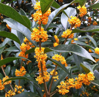 桂花樹苗批發嫁接桂花樹盆栽地栽苗沉香金桂觀賞風景苗園林常綠苗