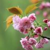 櫻花