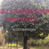 成都地區(qū)精品桂花性價(jià)比超高