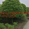 成都精品桂花大量供應(yīng)精品桂花