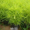 地膚基地，地膚價格，地膚供應(yīng)