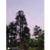 精品杜松永盛園藝百畝園林基地直銷規格齊全低價供應