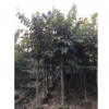 大葉紫薇永盛園藝百畝園林基地直銷規格齊全低價供應