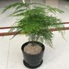 文竹 綠植 盆景 四季常青文竹盆栽植物室內客廳辦公桌面花卉